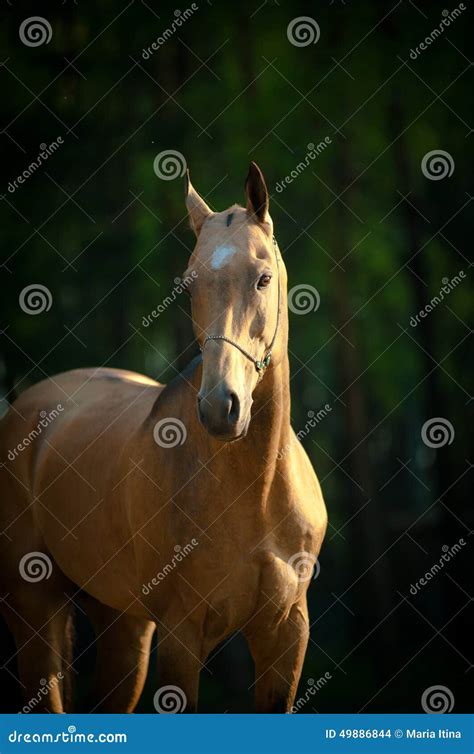 Akhal-teke stallion stock photo. Image of body, animal - 49886844