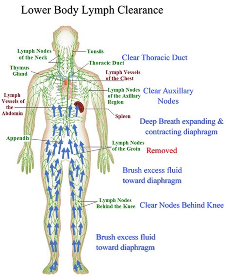 Lymphatic System Drainage Chart