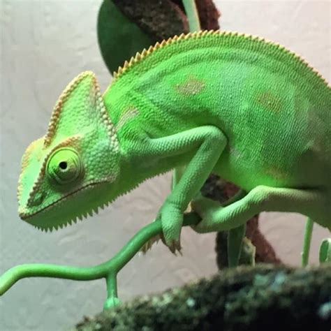 Chameleon Lizard - Learn About Nature