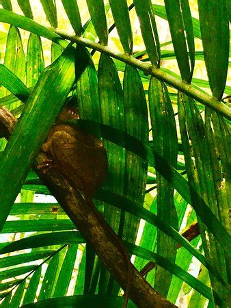 Tarsier Conservation Area (Loboc) - 2019 All You Need to Know BEFORE You Go (with Photos ...