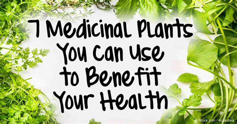 7 Medicinal Plants You Can Use to Benefit Your Health | Chakra Healers