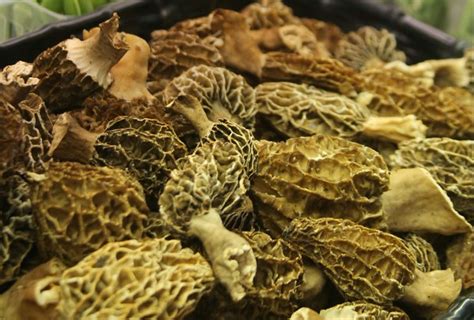 5 things to know about morel mushroom hunting