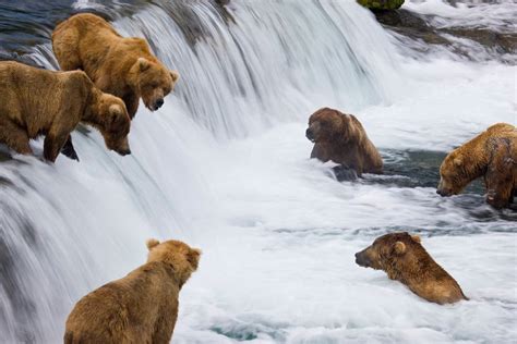 Brown bears fishing at Brooks Falls, Katmai National Park, Alaska. : bears