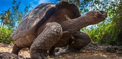 ISLAS GALÁPAGOS - UN DESTINO INCREÍBLE EN ECUADOR