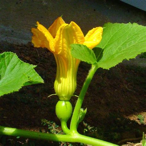 An Easy Way To Grow Pumpkins In A Raised Bed + Health Benefits – Slick Garden