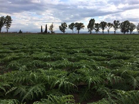 Getting to Know Mediterranean Farmers: Agritourism Hits Sicily - PassBlue