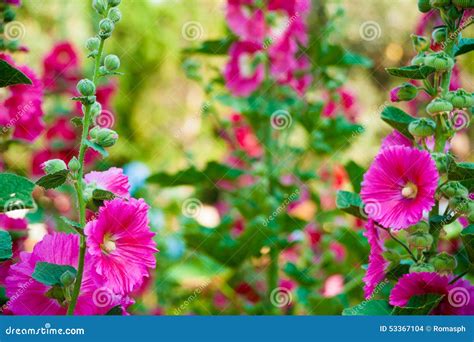 Malva flowers stock photo. Image of color, freshness - 53367104