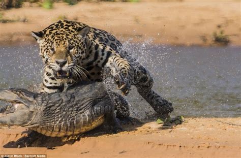 Jaguar Vs Crocodile