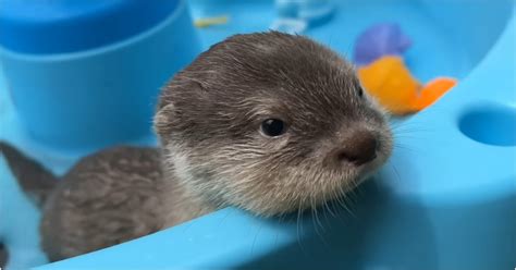 Baby otter's adorable response after getting in a pool for the first ...