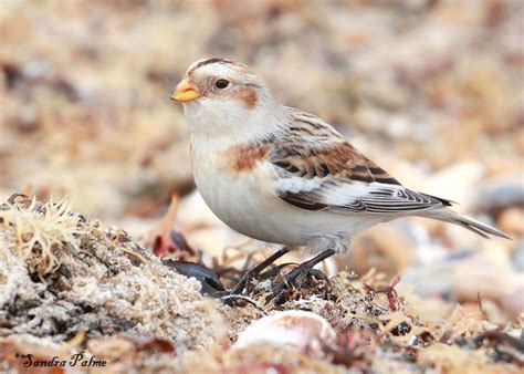 Snow Bunting - bird photos by Sandra Palme