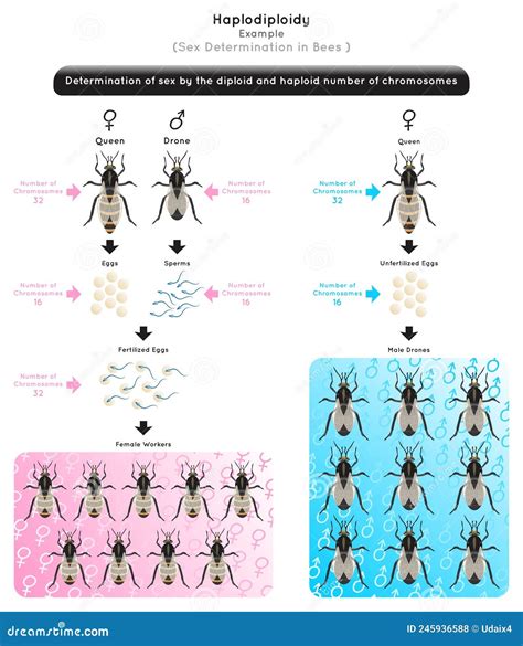 Sex Determination Genetic Mechanisms By Sexchromosomes Infographic Diagram With Example Of Fruit ...