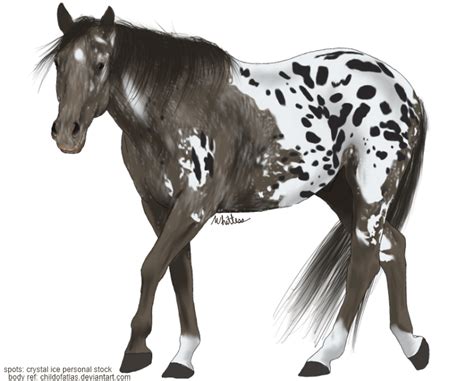 Appaloosa drawing preview by whitdawg1221 on DeviantArt