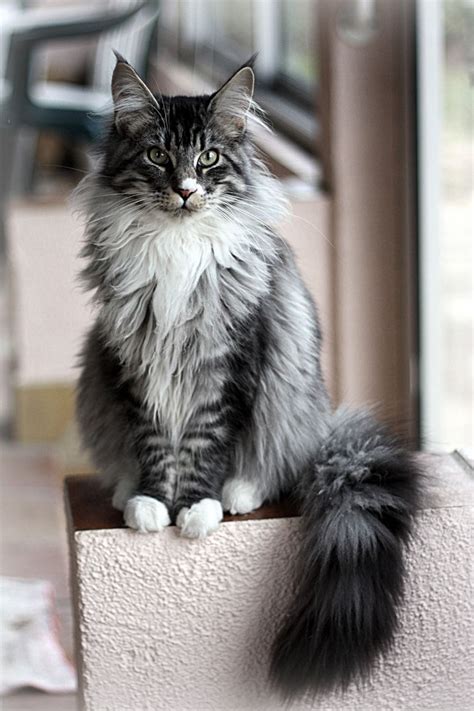 grey tabby cat lifespan - Peachy-Keen Online Diary Pictures