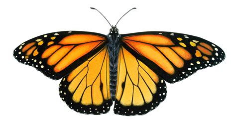 The monarch butterfly (Danaus plexippus) is a milkweed butterfly ...