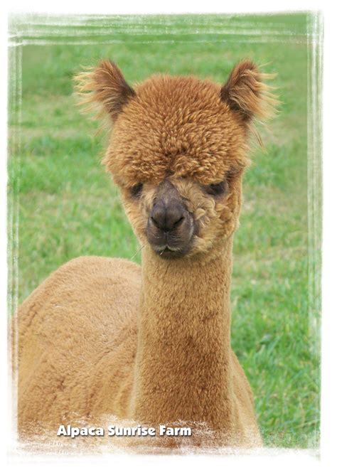 HUACAYA ALPACA. Alpaca Sunrise Farm is a full-service Alpaca farm since ...