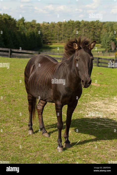 Zorse equus zebra x equus callabus horse Body Conformation Shot of Striped Zorse Horse Zebra ...