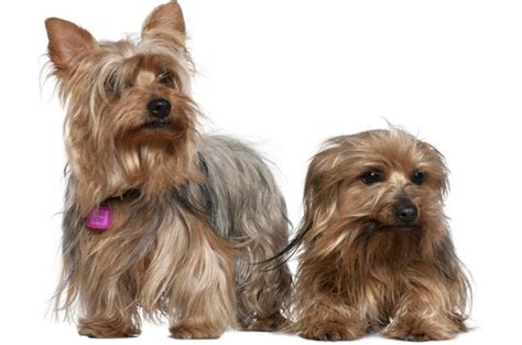 Top 10 Best Dog Breeds For Apartments - PetGuide | PetGuide