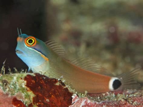 All About Blenny Fish and Care | Blennioid Care | PetMD