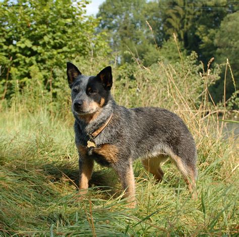 Australian Cattle Dog - Puppies, Rescue, Pictures, Information ...