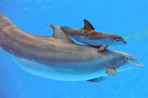 Brookfield Zoo Welcomes New Baby Dolphin (PHOTOS) | HuffPost