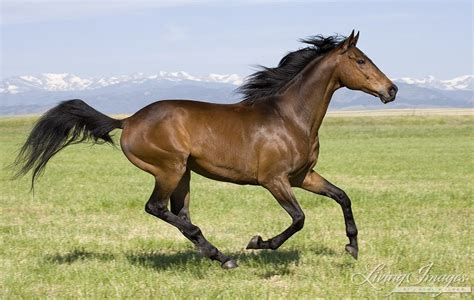 purebred bay Thoroughbred gelding running in Longmont, CO ...