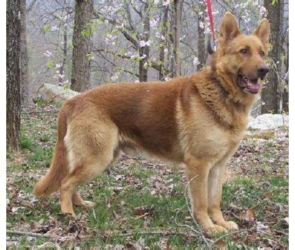 Liver Colored German Shepherd Puppies | German Shepherd Puppies