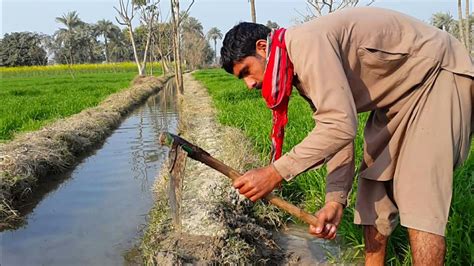 Agriculture Farming In Pakistan | Punjab Village Life - YouTube