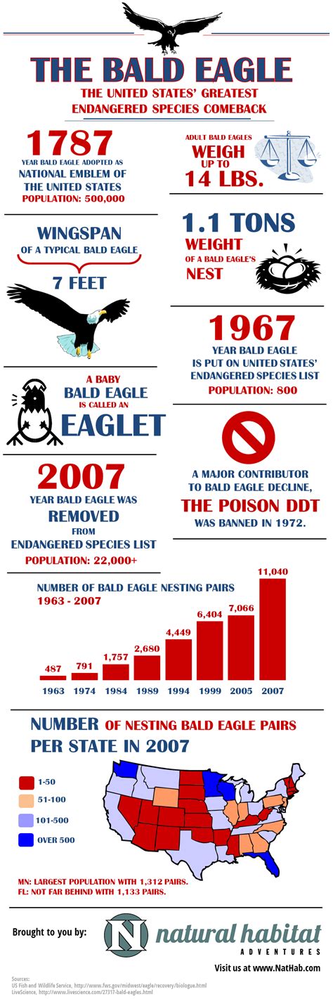 Fun Bald Eagle Facts for the 4th of July [Infographic] | Good Nature ...