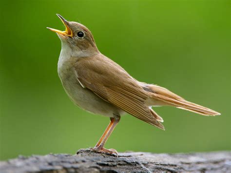 Nightingale : National Bird Of Iran | Interesting Facts