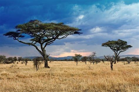 Savanna grassland, Grassland, Grassland habitat