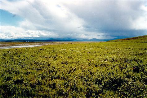 Arctic Tundra | Photo credit: USFWS Climate-driven changes i… | Flickr