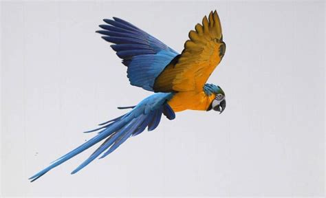 Blue and Gold Macaw flying in my back yard | Parrot flying, Birds flying, Blue gold macaw