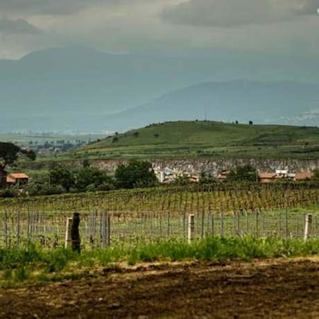 Frascati Vineyard & Wine Tasting Tour from Rome - City Wonders