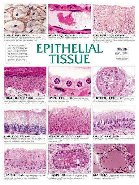 Chapter 3 Cells And Tissues Body Tissues Worksheet Answer Key - Primary ...