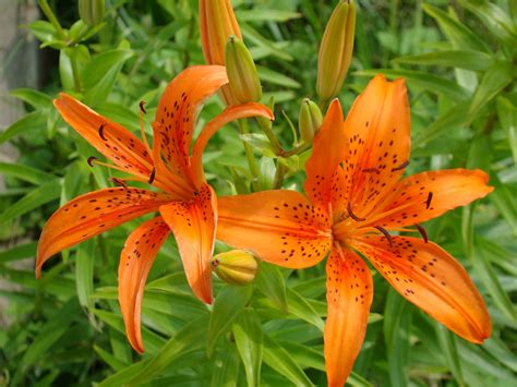 Tiger Lily Flower wallpaper | 1600x1200 | #51897