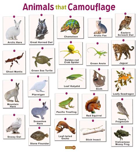 Animals that Camouflage: List and Facts with Pictures