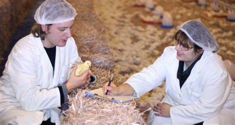 Preselection is a multi-stage process | The Poultry Site