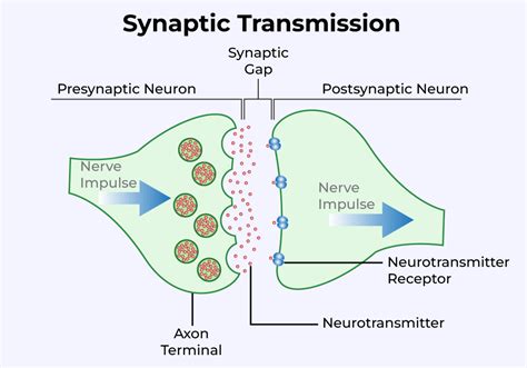 Synapse Diagram For Kids