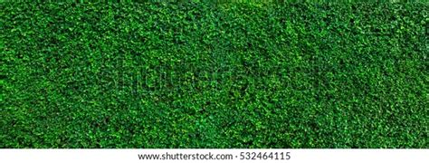 Green Grass Wall Texture Backdrop Design Stock Photo (Edit Now) 532464115