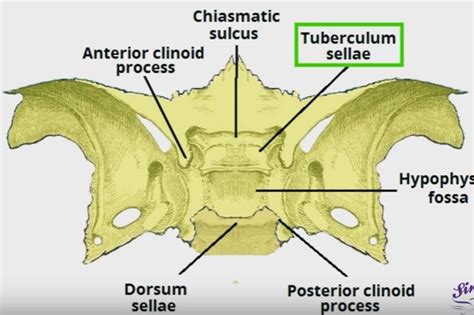 Sella Turcica - Bone, Function, Site, Location, Anatomy, Empty Sella