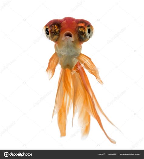 Front view of a Goldfish swimming islolated on white Stock Photo by ©lifeonwhite 128693658