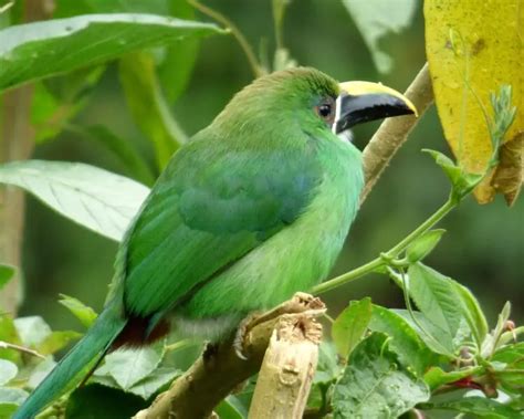 Emerald toucanet - Facts, Diet, Habitat & Pictures on Animalia.bio