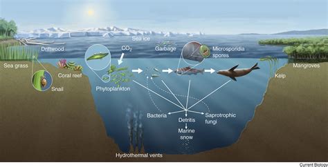 Marine fungi: Current Biology