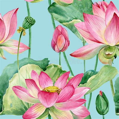 Lotus Flowers Seamless Pattern. Watercolor Botanical Illustration. Stock Illustration ...