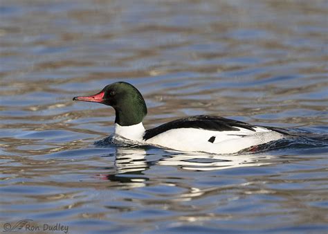 Male Common Merganser In Flight – Feathered Photography