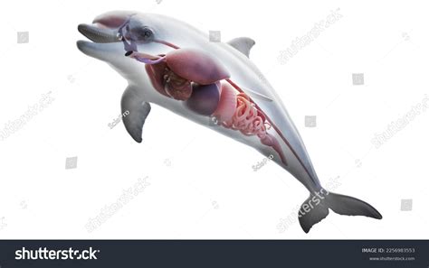 3d Rendered Illustration Dolphin Anatomy Internal Stock Illustration 2256983553 | Shutterstock