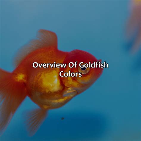 What Color Are Goldfish - colorscombo.com