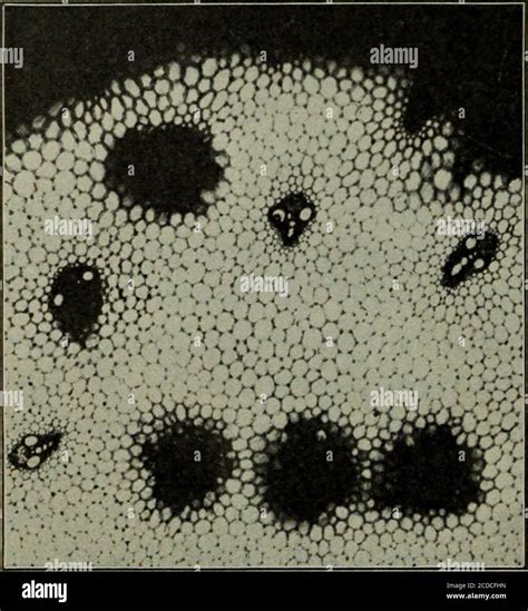 . Fungous diseases of plants, with chapters on physiology, culture methods and technique ...