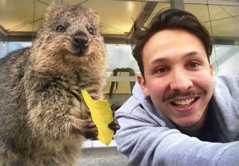 ‘Quokka selfie’ rules that help keep quokkas safe and healthy – The Kid Should See This