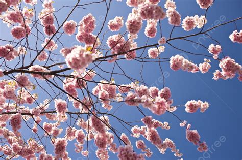 Cherry Blossom Japanese Cherry Blossoms Photo Background And Picture For Free Download - Pngtree